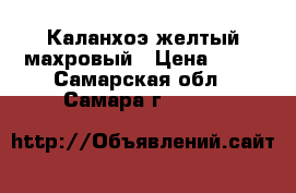 Каланхоэ желтый махровый › Цена ­ 10 - Самарская обл., Самара г.  »    